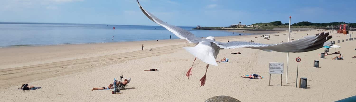 Vlissingen meeuw